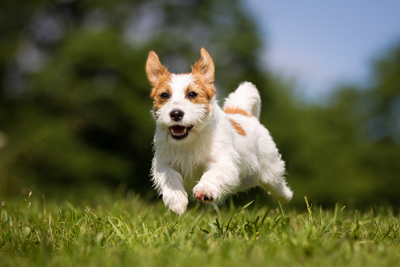 Warum wedeln Hunde mit dem Schwanz?